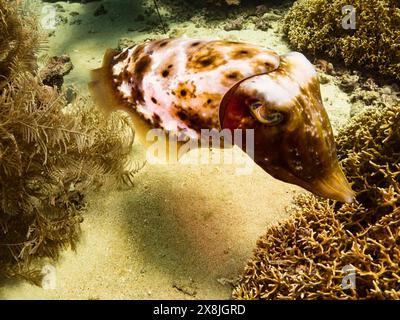 Seiche, Sepia latimanus, dans les coraux peu profonds de Banda Neira, Indonésie Banque D'Images