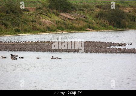 Nœud rouge Calidris canutus et godwit à queue noire Limosa limosa marée haute perchée dans un lagon, réserve RSPB de Snettisham, Norfolk, Angleterre, Royaume-Uni, août Banque D'Images