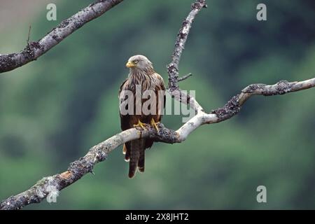 Cerf-volant rouge Milvus milvus chez le chêne Sessile Quercus petraea Banque D'Images