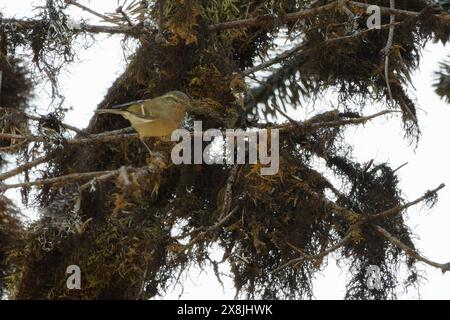 Paruline des feuilles de Hume / Phylloscopus humei Banque D'Images