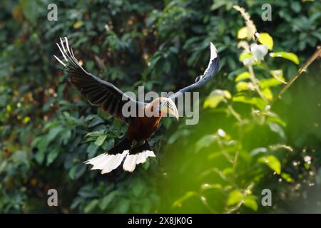 Une femelle de charme à col rufeux (Aceros nipalensis) a été observée chez le Latpanchar au Bengale occidental, en Inde Banque D'Images