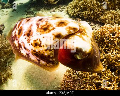 Seiche, Sepia latimanus, dans les coraux peu profonds de Banda Neira, Indonésie Banque D'Images