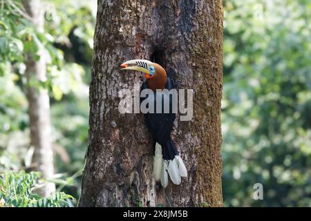 Une femelle de charme à col rufeux (Aceros nipalensis) a été observée chez le Latpanchar au Bengale occidental, en Inde Banque D'Images