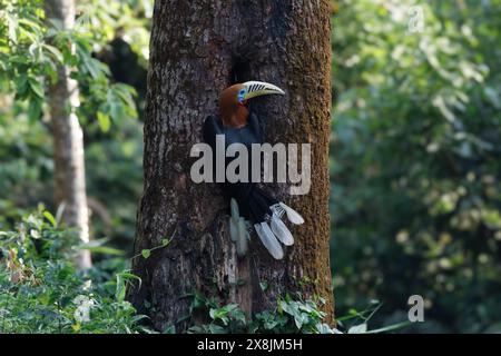 Une femelle de charme à col rufeux (Aceros nipalensis) a été observée chez le Latpanchar au Bengale occidental, en Inde Banque D'Images