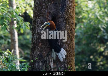 Une femelle de charme à col rufeux (Aceros nipalensis) a été observée chez le Latpanchar au Bengale occidental, en Inde Banque D'Images