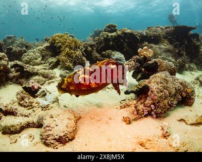Seiche, Sepia latimanus, dans les coraux peu profonds de Banda Neira, Indonésie Banque D'Images