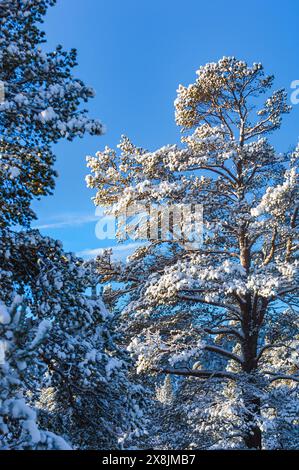 Un pin dans une forêt couverte de neige, debout haut parmi le paysage hivernal. La neige blanche contraste avec les aiguilles vertes du pin, Banque D'Images