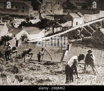 Haverfordwest , pays de Galles à la fin des années 1800 Ouvriers agricoles récoltant le maïs avec faux et faucilles Banque D'Images