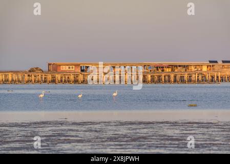 Flamants roses dans la baie de Fangar sur un coucher de soleil dans le delta de l'Èbre (Tarragone, Catalogne, Espagne) ESP : Flamencos en la Bahía del Fangar en un atardecer Banque D'Images