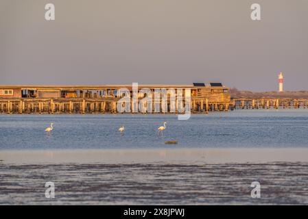 Flamants roses dans la baie de Fangar sur un coucher de soleil dans le delta de l'Èbre (Tarragone, Catalogne, Espagne) ESP : Flamencos en la Bahía del Fangar en un atardecer Banque D'Images