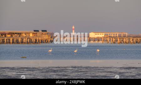 Flamants roses dans la baie de Fangar sur un coucher de soleil dans le delta de l'Èbre (Tarragone, Catalogne, Espagne) ESP : Flamencos en la Bahía del Fangar en un atardecer Banque D'Images