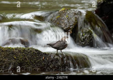 Balancier (Cinclus Cinclus) chasse sur une rivière à écoulement rapide Banque D'Images