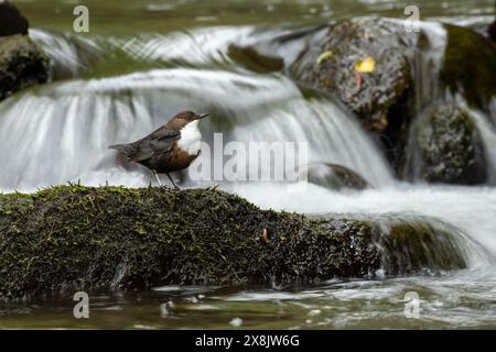 Balancier (Cinclus Cinclus) chasse sur une rivière à écoulement rapide Banque D'Images