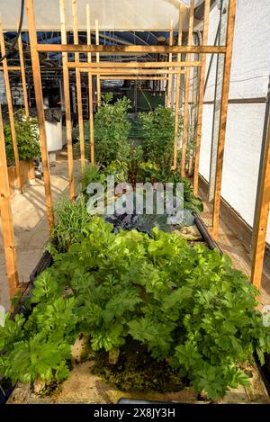 Jardin et serre du centre IRTA de la Ràpita, où diverses cultures agricoles sont étudiées (Delta de l'Èbre, Tarragone, Catalogne, Espagne) Banque D'Images