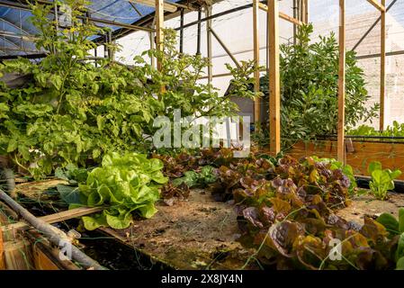 Jardin et serre du centre IRTA de la Ràpita, où diverses cultures agricoles sont étudiées (Delta de l'Èbre, Tarragone, Catalogne, Espagne) Banque D'Images