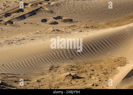 Détails des palourdes dans le sable de la plage de la Marquesa, dans le delta de l'Èbre (Tarragone, Catalogne, Espagne) ESP : Detalles de almejas en la Arena de la playa Banque D'Images