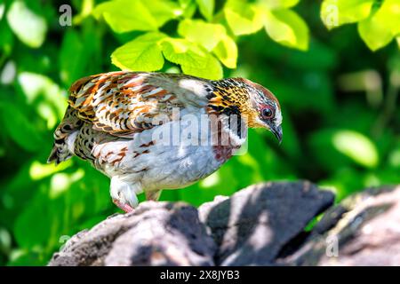 Perdrix à collier ou à collier blanc, Arborophila gingica, perchée sur un rocher au soleil. Endémique à l'Asie, l'Himalaya au Nord Vietnam et près de th Banque D'Images