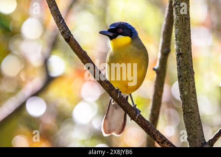 Un rire couronné de bleu, Garrulax courtoisi, perché sur un arbre avec un fond bokeh doux de lumière du soleil. Ce petit oiseau chanteur, endémique de Jiangxi, Chi Banque D'Images