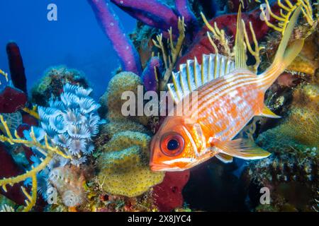 Écureuil, parfois appelé poisson-soldat scientifiquement connu sous le nom d'Holocentridae. La créature vit sur le récif tropical des Caraïbes à Grand Cayman Banque D'Images