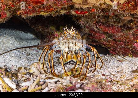 Un homard épineux caché dans un trou dans une formation de récif corallien. Cette espèce de crustacés aime généralement vivre dans des espaces avec environnement aérien Banque D'Images