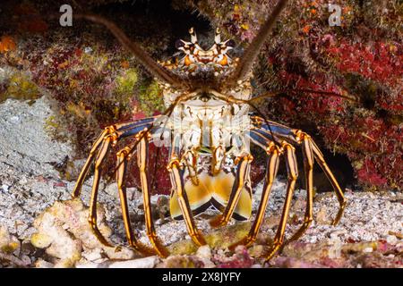 Un homard épineux caché dans un trou dans une formation de récif corallien. Cette espèce de crustacés aime généralement vivre dans des espaces avec environnement aérien Banque D'Images