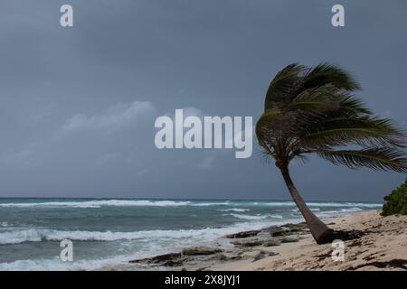 Les palmiers étant soufflé dans l'ouragan venteux de mauvais temps dans l'emplacement tropical de front de mer des Caraïbes. Tendance turbulente aux îles Caïmans Banque D'Images