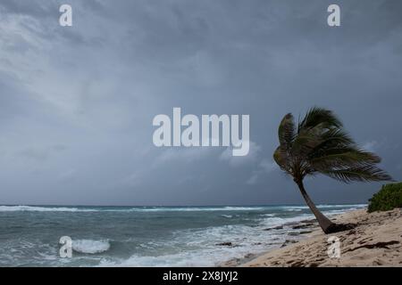 Les palmiers étant soufflé dans l'ouragan venteux de mauvais temps dans l'emplacement tropical de front de mer des Caraïbes. Tendance turbulente aux îles Caïmans Banque D'Images