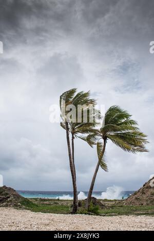 Les palmiers étant soufflé dans l'ouragan venteux de mauvais temps dans l'emplacement tropical de front de mer des Caraïbes. Tendance turbulente aux îles Caïmans Banque D'Images
