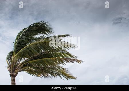 Les palmiers étant soufflé dans l'ouragan venteux de mauvais temps dans l'emplacement tropical de front de mer des Caraïbes. Tendance turbulente aux îles Caïmans Banque D'Images