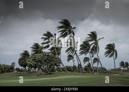 Palmiers sur un terrain de golf dans les îles Caïmans dans la force d'un ouragan de tempête tropicale. Vents violents et pluies débarquent dans les Caraïbes Banque D'Images