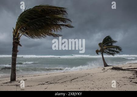 Les palmiers étant soufflé dans l'ouragan venteux de mauvais temps dans l'emplacement tropical de front de mer des Caraïbes. Tendance turbulente aux îles Caïmans Banque D'Images