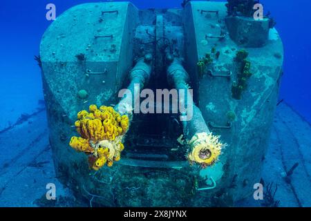 Stern fusils de l'épave de la frégate russe Captain Keith Tibbetts à Cayman Brac. Ce qui était autrefois une arme abrite maintenant des poissons de récif Banque D'Images