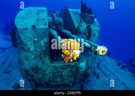 Stern fusils de l'épave de la frégate russe Captain Keith Tibbetts à Cayman Brac. Ce qui était autrefois une arme abrite maintenant des poissons de récif Banque D'Images