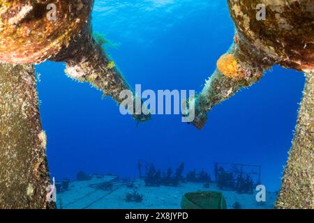 Stern fusils de l'épave de la frégate russe Captain Keith Tibbetts à Cayman Brac. Ce qui était autrefois une arme abrite maintenant des poissons de récif Banque D'Images