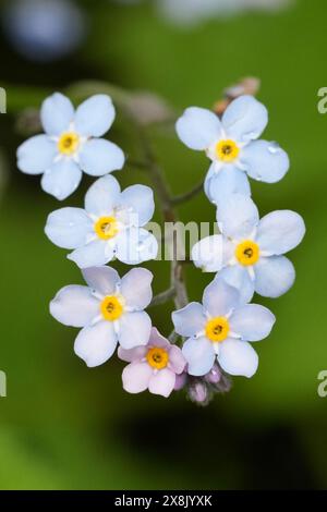 Gros plan vertical naturel sur une fragile fleur sauvage oubliée, Myosotis sylvatica Banque D'Images