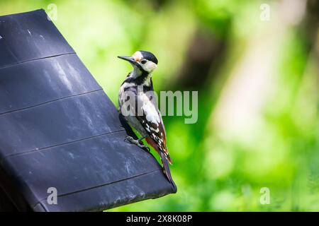 Pic syrien (Dendrocopos syriacus) Banque D'Images