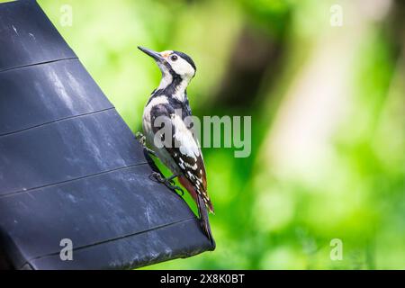 Pic syrien (Dendrocopos syriacus) Banque D'Images