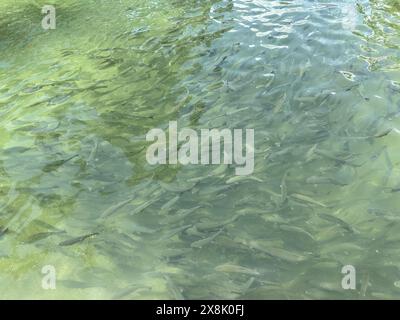 École de poissons de truite arc-en-ciel dans l'eau froide cristalline Banque D'Images