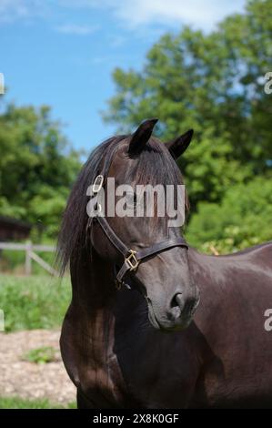 portrait de cheval canadien pur photo de tête de cheval noir avec un forelock noir portant un licou en cuir bleu ciel et fond de verdure vertical Banque D'Images