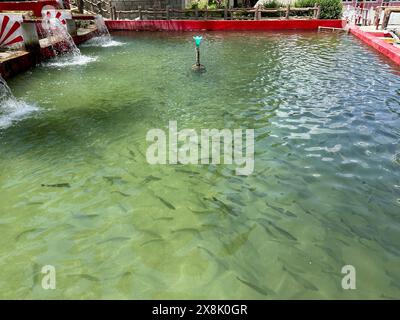 Truite arc-en-ciel dans un étang de retenue de pisciculture dans un parc dans la vallée de Souvat, Pakistan Banque D'Images