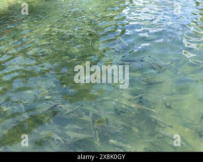 Belle truite arc-en-ciel nageant dans l'eau transparente cristalline d'une rivière dans la vallée de la chail de Swat Madyan, Pakistan Banque D'Images