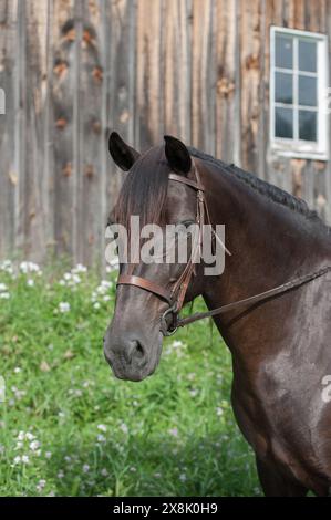 portrait de cheval canadien pur photo de tête de cheval noir avec forelock noir portant bride anglaise en cuir avec snaffle image équine verticale Banque D'Images