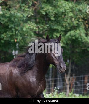 Portrait de cheval canadien de race canadienne noir avec oreilles vert printemps avant fond d'été image équine verticale avec espace pour le type ou le masthe Banque D'Images