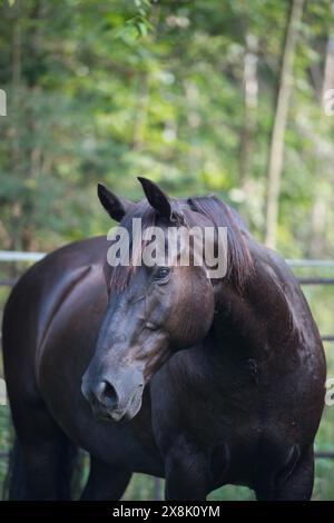 Portrait de cheval canadien de race canadienne noir avec oreilles vert printemps avant fond d'été image équine verticale avec espace pour le type ou le masthe Banque D'Images