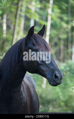 Portrait de cheval canadien de race canadienne noir avec oreilles vert printemps avant fond d'été image équine verticale avec espace pour le type ou le masthe Banque D'Images