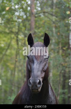 Portrait de cheval canadien de race canadienne noir avec oreilles vert printemps avant fond d'été image équine verticale avec espace pour le type ou le masthe Banque D'Images