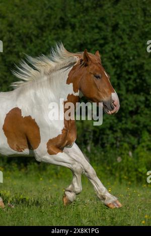 Belgian Paint Cross cheval tirant cheval course libre dans le champ marron et marques blanches Pinto couleur verticale équine image avec espace pour le type printemps Banque D'Images