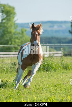 Belgian Paint Cross cheval tirant cheval course libre dans le champ marron et marques blanches Pinto couleur verticale équine image avec espace pour le type printemps Banque D'Images