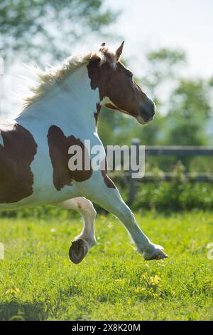 Belgian Paint Cross cheval tirant cheval course libre dans le champ marron et marques blanches Pinto couleur verticale équine image avec espace pour le type printemps Banque D'Images