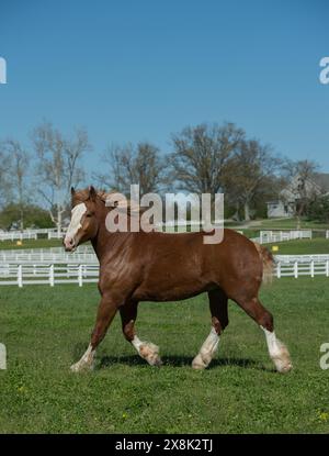 Cheval belge libre courir dans le champ pâturage paddock de l'herbe verte pur cheval belge d'été printemps fond blanc clôture à la ferme dans le Kentucky Banque D'Images